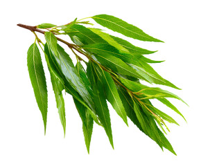 Fresh Willow Leaves with Minimal White Backdrop