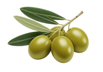 Isolated Four Fresh Olives Olive Branch