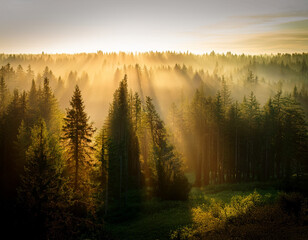 Beautiful rays of sunlight in a green forest.forest in evening light