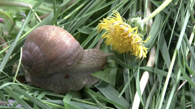 A close-up of a snail crawling through green grass towards a yellow dandelion flower &mdash; for nature blogs, showcasing the behavior of snails in their natural habitat, the wildlife of snails.
