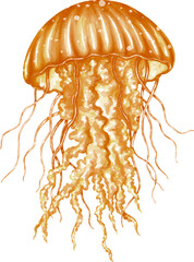 Watercolor jellyfish graphic illustration, which can be used in many forms such as scrapbook, postcards, stickers, teaching media, digital printing and many more.