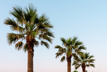 Obraz premium Palm on the summer blue sky.