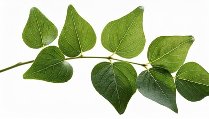 Fototapeta premium kinnikinnick branch spreading green leaves showcasing botanical detail with transparent isolated background