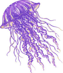 Watercolor jellyfish graphic illustration, which can be used in many forms such as scrapbook, postcards, stickers, teaching media, digital printing and many more.