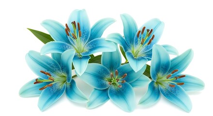 Four Light Blue Asiatic Lilies with Green Leaves Closeup White Background Floral Photography light blue lilies