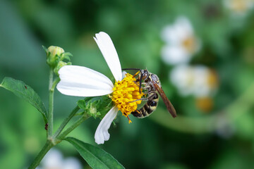 A fierce-looking wasp sits on a white flower with yellow stamens. A close-up of a wasp. Details of a beautiful insect surface.