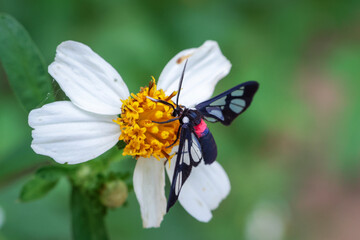 Close up, Amata alicia is a species of moth that sits on a white flower with yellow stamens. A close-up of a small, colorful insect. Details of a beautiful insect surface.