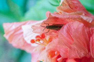 Close up of a small green spotted grasshopper hiding in a pink flower petal. Gives a soft and natural feel to the background texture of the grasshopper and the petals of the pink flower.