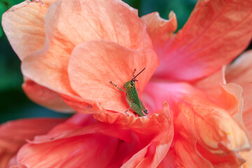 Close up of a small green spotted grasshopper hiding in an orange flower petal. Gives a soft and natural feel to the background texture of the grasshopper and the petals of the orange flower.