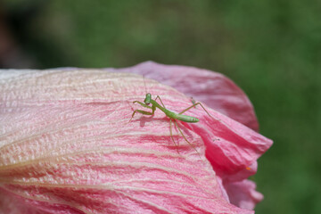A small Green mantis in a pink flower petal. Gives a soft and natural feel to the background texture of the Mantodea and the petals of the pink flower.