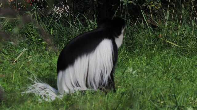 colobus monkeys eat green grass