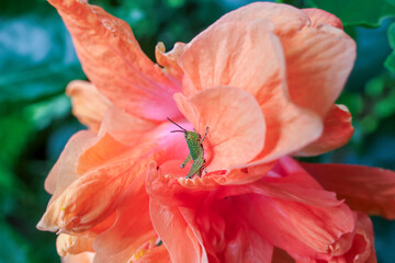 small green spotted grasshopper hiding in an orange flower petal. Gives a soft and natural feel to the background texture of the grasshopper and the petals of the orange flower.