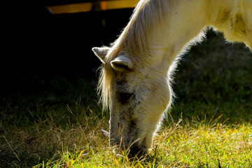 Backlit profile of a white horse head