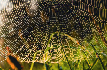 A spider web is shown in the image. The web is made of many fine threads and is located in a grassy area