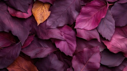 A stunning array of leaves with varied purple shades, showcasing the beauty of nature in autumn, combining different textures and hues for an eye-catching composition.