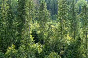 Green forest trees. Nature background.