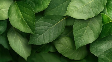 A detailed close-up of lush green leaves showcasing various textures and shades of green, symbolizing nature's vitality and serenity while creating a calming and refreshing atmosphere.