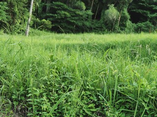 森林と草原