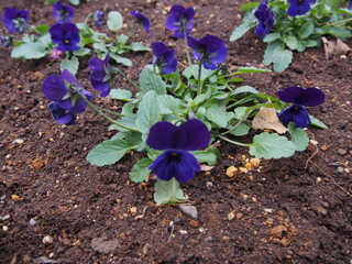 紫の小ぶりなパンジーが咲く花壇