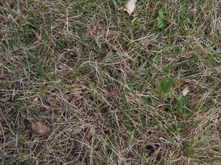 枯れた芝生と緑の芝生が混ざり合ったテクスチャ