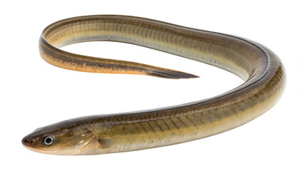 Obraz premium Freshwater eel isolated Isolated on white background PNG.AI GENERATED