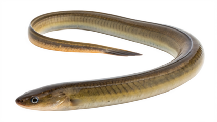 Freshwater eel  isolated Isolated on white background PNG.AI GENERATED