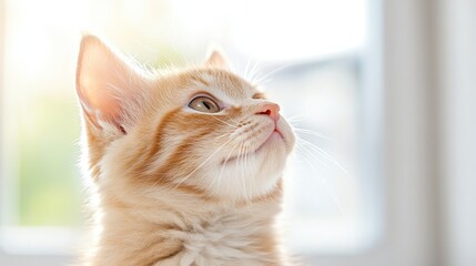 A cute orange cat looking thoughtfully out the window, capturing a moment of curiosity and tranquility in a cozy home environment.