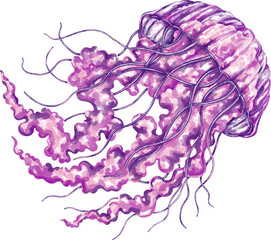 Watercolor jellyfish graphic illustration, which can be used in many forms such as scrapbook, postcards, stickers, teaching media, digital printing and many more.