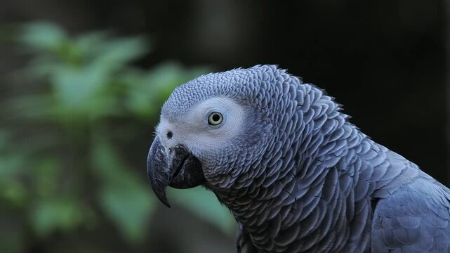 grey parrot jaco performs its song on a blurred background, sound