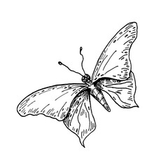 Butterfly hand drawn black and white outline vector botanical illustration. Butterfly with wings as Swallowtail, Morpho, Painted Lady, and Glasswing for entomological prints and artistic designs.