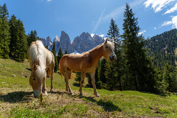 Haflinger horses grazing on a sunny alpine meadow with snowy Dolomites and forest trees in the background.