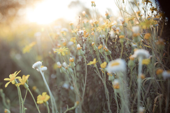 backlit tiny flowers close up