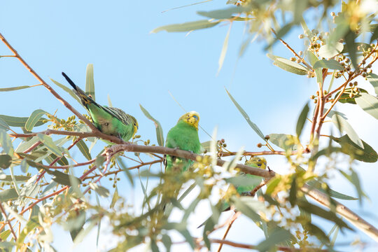 Budgerigars perched in tree against blue sky