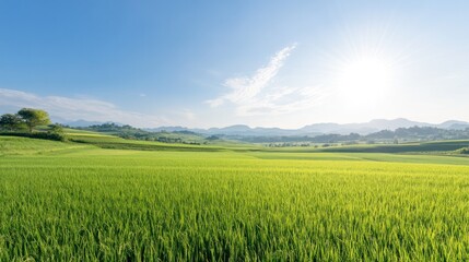 Obraz premium A serene landscape showcasing lush green rice fields under a clear blue sky, with mountains in the distance and bright sunlight.