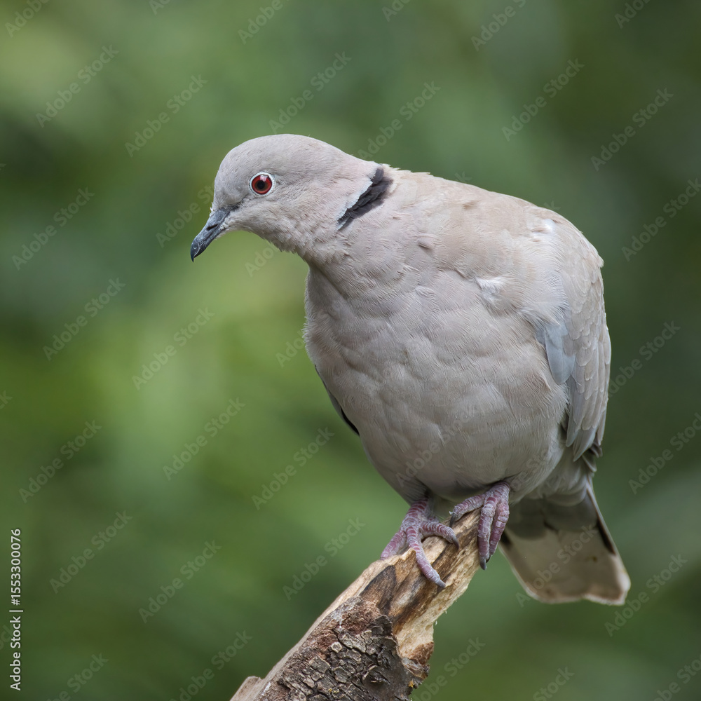 Poster A close up portrait of a collared dove, Streptopelia decaocto. Perched on a post against a natural out of focus background with space for text copy