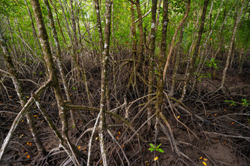 Green tropical mangrove forest ecology nature system with river