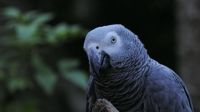grey parrot jaco performs its song on a blurred background, sound