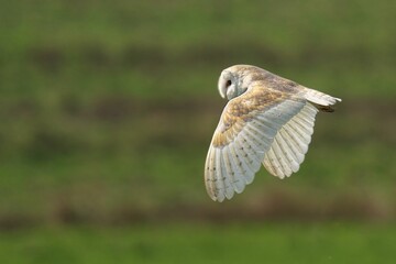 Barn owl in graceful flight over green field.