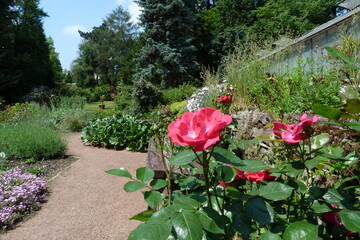 Rosen im Botanischen Erlebnisgarten Altenburg