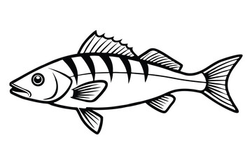 Black and White Illustration of a Fish with Distinct Stripes and Fins