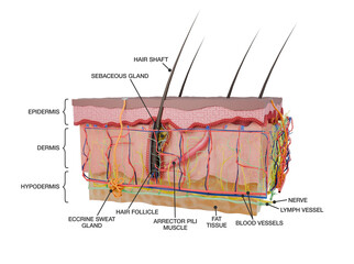 Cross-section of human skin layers, scientific medical 3d rendering including the epidermis, dermis and hypodermis layers. For medical, dermatological, and educational use.