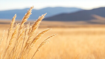 Naklejka premium Golden grass swaying gently in a sunlit field, surrounded by rolling hills and soft mountains under a clear blue sky.