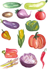 watercolor vegetable elements on white background. Different vegetables hand painted illustration. Pepper, eggplant, beet, tomato, cucumber, zucchini, potato, corn, cabbage, asparagus