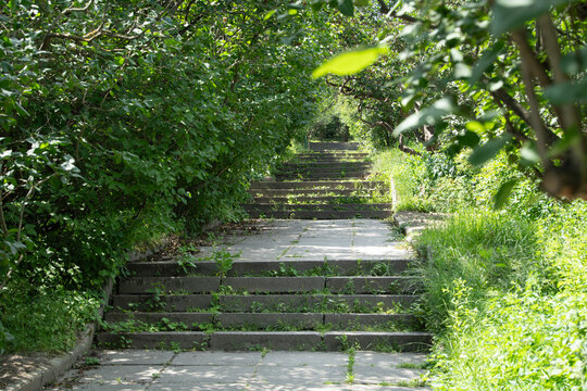Steps made of stone and moss unfurl through a dense grove of trees and foliage. Sunlight filters through leaves, creating a tranquil atmosphere on a sunny day
