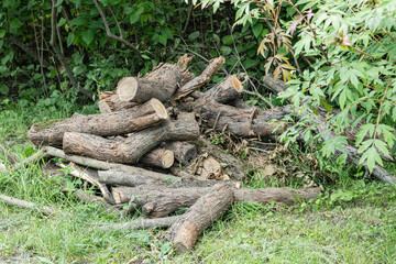 A pile of chopped firewood lies on lush green grass beside a dense thicket of trees. The sunlight...
