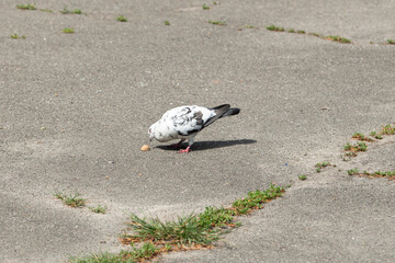 A pigeon is pecking at a small piece of food on the concrete pavement in an urban area. Grass...