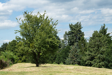 A solitary tree rises majestically in a vibrant green field surrounded by dense foliage. The sky is...