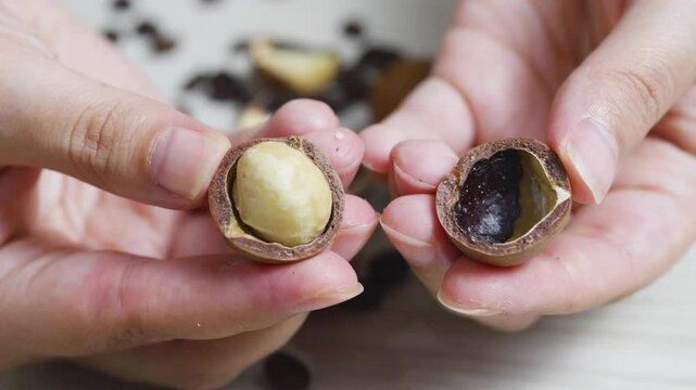 Chef comparing a roasted macadamia nut with a raw one, highlighting the striking differences in color and texture after roasting, showcasing culinary expertise and attention to detail