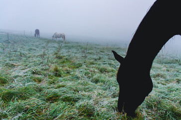 A horse is eating grass in a field. The grass is wet and the sky is cloudy. There are two other horses in the field