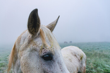 A white horse with a brown mane and a white face is standing in a grassy field. The horse has a...